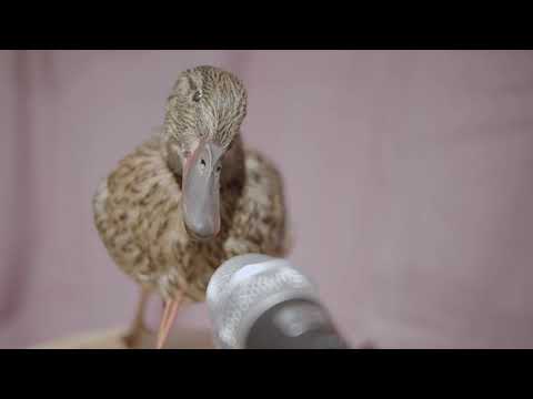 YouTube-Video-Thumbnail