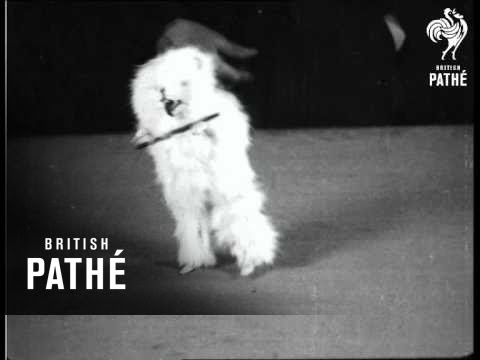 YouTube-Video-Thumbnail