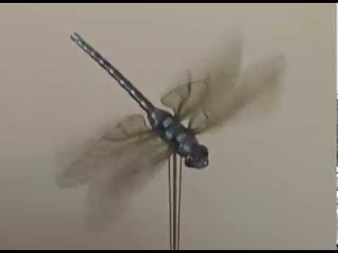 YouTube-Video-Thumbnail