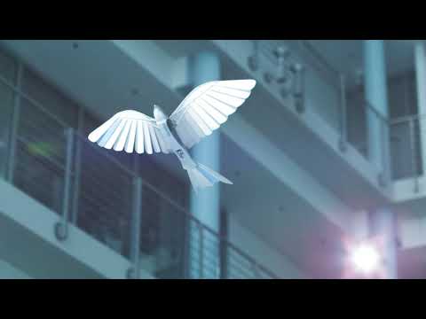 YouTube-Video-Thumbnail