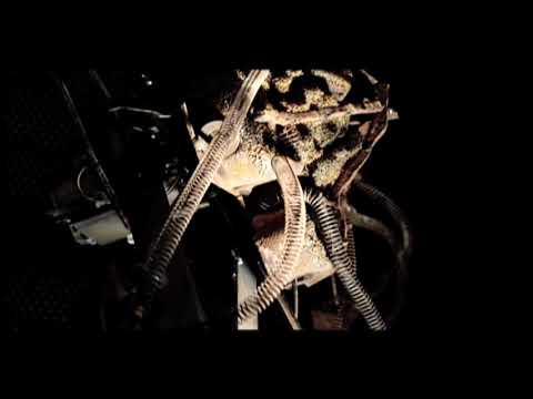 YouTube-Video-Thumbnail