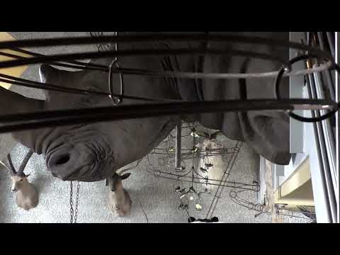 YouTube-Video-Thumbnail