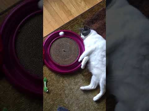 YouTube-Video-Thumbnail